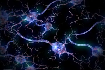 Lo Sviluppo del Sistema Nervoso - Salotti Blu
